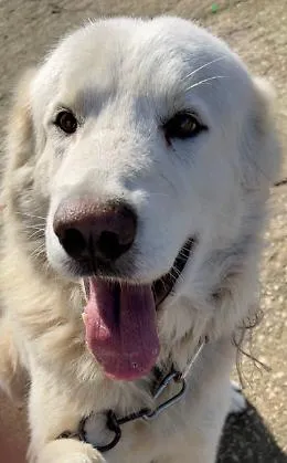 &laquo;Abbiamo capito di doverlo salvare&raquo;. Il cane Benny adottato e tolto dalla strada 