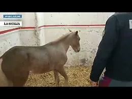 Pony usati per trainare calessi in citt&agrave; trovati in stalle abusive a San Cristoforo: salvati e microchippati