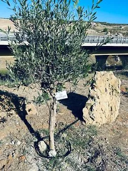 Mille radici di legalit&agrave;: il bosco della memoria fiorisce nel Parco Rosario Livatino