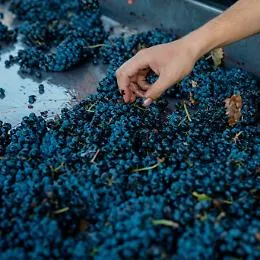 DOP Salaparuta vince in Cassazione: il nome del territorio prevale sul marchio Duca di Salaparuta