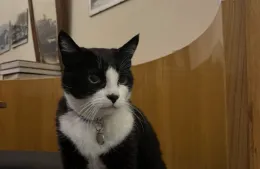 Saverio, il gatto di Poppi che da mascotte del borgo &egrave; diventato un fenomeno virale con oltre 3 milioni di visualizzazioni