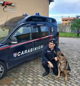 Ron va in pensione: il cane antidroga dei carabinieri che beffava gli spacciatori