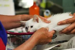 Trasmesso il virus dell'influenza aviaria da un gatto a un uomo: &egrave; il primo caso
