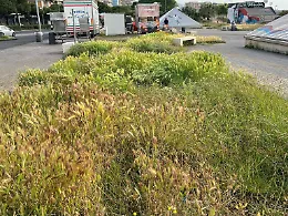 Viale Africa, Piazza Galatea: forasacchi e incuria mettono a rischio i cani