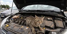 Gatto nel vano motore di un'auto percorre oltre 120 km: salvato e adottato da un agriturismo