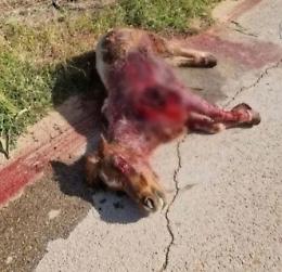 Pony ucciso ad Acate, l'autore del gesto condannato a un anno e mezzo di reclusione