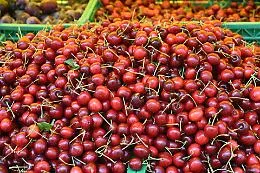 L'effetto clima su frutta e ortaggi: produzione di ciliegie in pieno boom con un calo del prezzo all'ingrosso