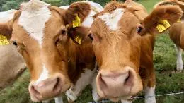 Aggredita da una mandria di mucche, 67enne muore, marito in condizioni critiche: shock in Austria