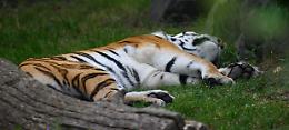 Tigre in fuga sbrana un anziano e abbattuta dai cecchini:  terrore a Lipsia