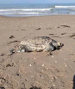 Carcassa di Caretta caretta sulla spiaggia di Passo Marinaro, Firrincieli: "E' l&igrave; da giorni, va rimossa"
