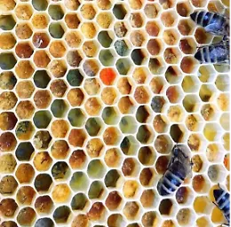 Giornata mondiale delle api a Selinunte: parole, puzzle e giochi per i pi&ugrave; piccoli