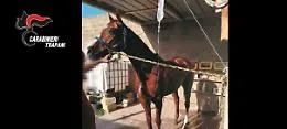 Ippodromo abusivo e corse clandestine di cavalli a Castelvetrano: ordine di divieto di dimora in Sicilia per cinque