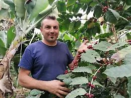 &laquo;Coltivare caff&egrave; in Sicilia? Impossibile&rdquo;. Lui non ha ascoltato nessuno e ora lo vende a pi&ugrave; di 500 euro al chilo&raquo;