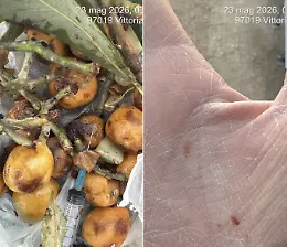 Incredibile a Vittoria, raccoglie l'organico e all'interno c'&egrave; una siringa che gli punge la mano