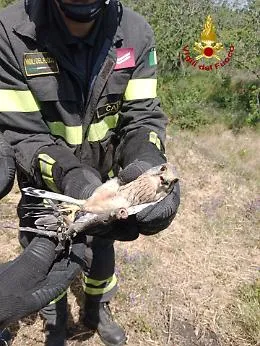 Un rapace resta impigliato ad un ramo: salvato dai vigili del fuoco