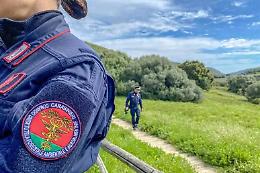 Sequestrati 16 cani e due cardellini protetti: coppia denunciata e multa da 7mila euro