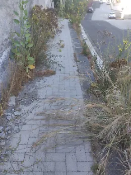 Allarme in via Bronte, davanti alla metro Milo: marciapiede invaso da sterpaglie mette a rischio i pedoni