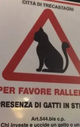 Un passo avanti a Trecastagni per salvare i gatti randagi