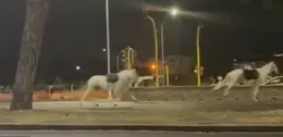 Notte di paura a Roma: cavalli della Parata del 2 giugno al galoppo, tra le auto, per le vie della citt&agrave; 
