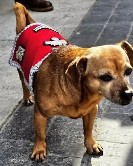 Briciola va in pensione: la mascotte del 4&deg; Reggimento Carabinieri a Cavallo simbolo della tenerezza istituzionale



