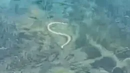 Allarme a Ibiza: i serpenti nuotatori stanno svuotando il paradiso (mangiando lucertole)