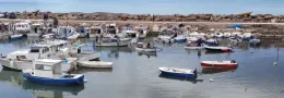 Marinella di Selinunte, pescatori bloccano la rimozione della posidonia: &laquo;Vogliamo i mezzi per il dragaggio del porto&raquo;