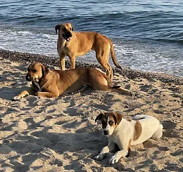 Scoglitti e i cani randagi in spiaggia, l'Oipa: "Salvaguardiamoli, non hanno scelto loro di essere abbandonati"