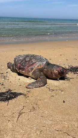 Scoglitti, trovata la carcassa di una Caretta caretta