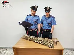 Sequestrate 720 piante di papavero da oppio in fase di essiccazione: due denunciati