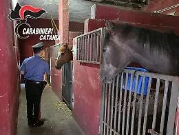 Scuderia abusiva a Catania, 20enne sanzionato: tre cavalli da trasferire