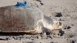 Gli 007 col carapace, la Cina e la paranoia di Stato: &laquo;Ci spiano con le tartarughe&raquo;