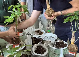 Kokedama sospeso: l'orto appeso a un filo all'Orto Botanico di Catania