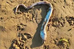 Sampieri e gli strani ritrovamenti sulla spiaggia