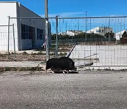 "Altro che cinghiale, era un maialino nero vietnamita"