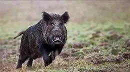Ragusa, avvistato un cinghiale nero in prossimit&agrave; dell'ospedale Giovanni Paolo II