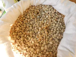 A Licodia Eubea torna il Festival della cicerchia, il legume che non vuole sparire 