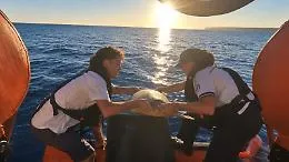 L'abbraccio di Lampedusa a Lina: la tartaruga simbolo dell'Italian Turtle Day &egrave; tornata in mare al tramonto