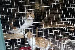 In Vietnam sgominata la banda che rubava gatti per destinarli al consumo alimentare: in 400 salvati dal macello 
