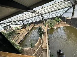 Terrore nello zoo inglese: bimbo di 3 anni finisce nel recinto dei coccodrilli, arrestato un uomo