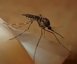 Zanzare nell'estate 2025: tra rischio dengue e West Nile le specie pericolose da cui difendersi