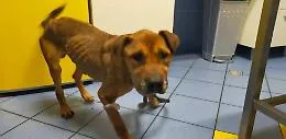 Ragusa, cane ridotto alla fame: condannato il proprietario