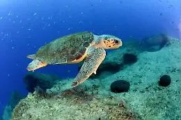 Sampieri (Scicli), tartaruga Caretta caretta nidifica lungo la spiaggia