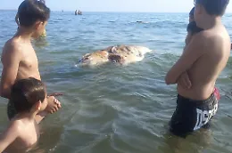 Tonno morto a Scoglitti, &egrave; il terzo in 24 ore