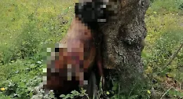 Ragusa sconvolta per il cane impiccato a Ibla