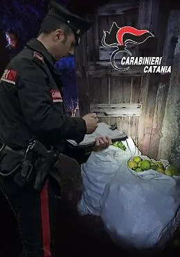 Spari e inseguimento per 150 kg di limoni nell'Acese: tre denunciati e una guardia giurata indagata