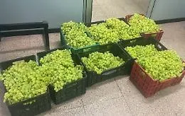Uva di Mazzarrone, ricomincia la stagione dei furti: &laquo;Perdite economiche insostenibili per le aziende agricole&raquo;