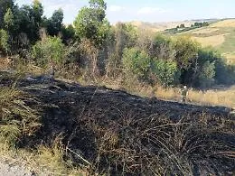 Incendio lambisce un boschetto artificiale di eucalipti: guardie WWF lo domano