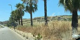Fontanelle tra le sterpaglie e rischio incendi: l'allarme dei residenti per le palme di viale Sicilia