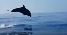Delfino intrappolato in una rete salvato da diportisti: il branco festeggia e il video diventa virale