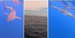 Squalo di 3 metri ripreso a Porto Palo di Menfi: &egrave; davvero un Mako?